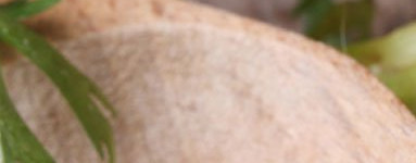 Korenčkovo olje (Daucus carota)